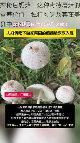 探秘色妮菇：这种奇特蘑菇的营养价值、独特风味及其在美食中的应用