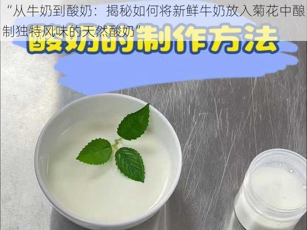 “从牛奶到酸奶：揭秘如何将新鲜牛奶放入菊花中酿制独特风味的天然酸奶”