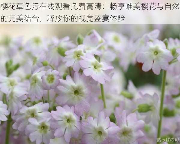 樱花草色污在线观看免费高清：畅享唯美樱花与自然的完美结合，释放你的视觉盛宴体验