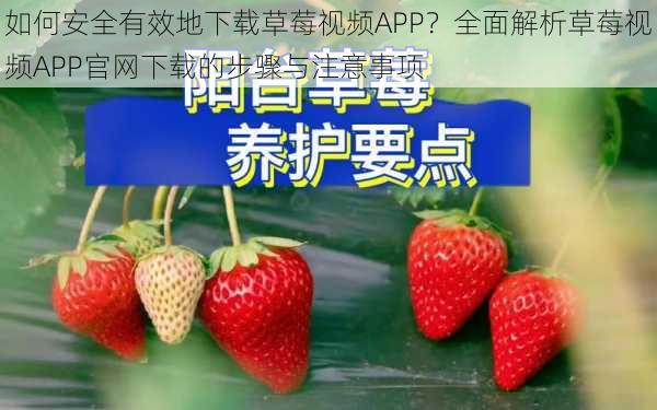 如何安全有效地下载草莓视频APP？全面解析草莓视频APP官网下载的步骤与注意事项