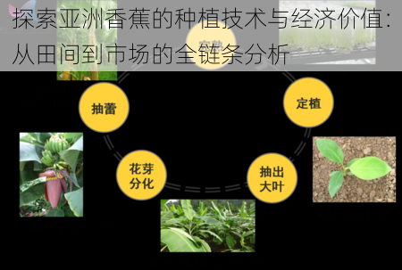 探索亚洲香蕉的种植技术与经济价值：从田间到市场的全链条分析