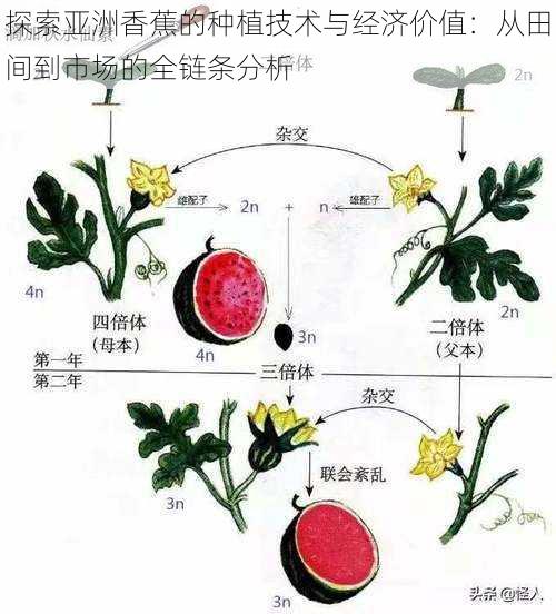 探索亚洲香蕉的种植技术与经济价值：从田间到市场的全链条分析