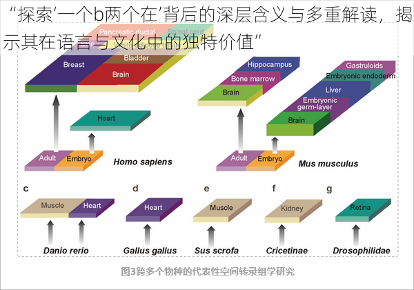 “探索‘一个b两个在’背后的深层含义与多重解读，揭示其在语言与文化中的独特价值”