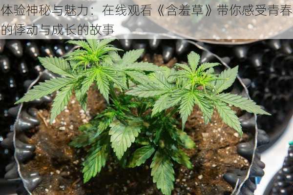 体验神秘与魅力：在线观看《含羞草》带你感受青春的悸动与成长的故事