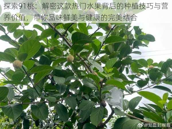 探索91桃：解密这款热门水果背后的种植技巧与营养价值，带你品味鲜美与健康的完美结合