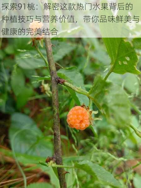 探索91桃：解密这款热门水果背后的种植技巧与营养价值，带你品味鲜美与健康的完美结合