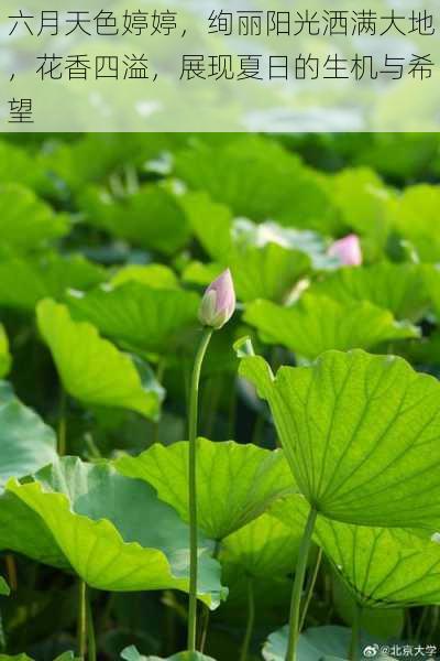 六月天色婷婷，绚丽阳光洒满大地，花香四溢，展现夏日的生机与希望