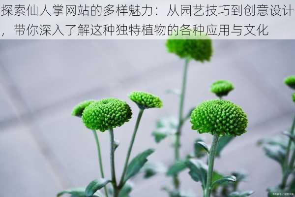 探索仙人掌网站的多样魅力：从园艺技巧到创意设计，带你深入了解这种独特植物的各种应用与文化