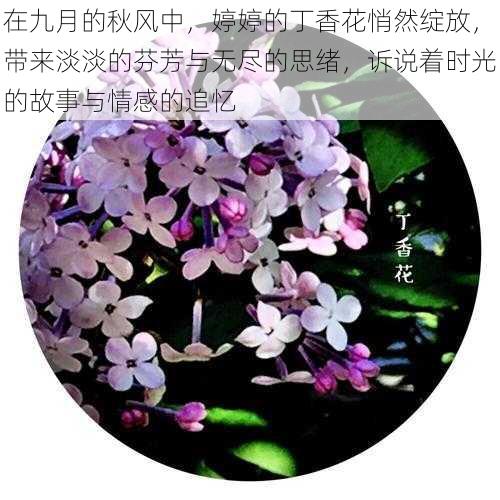 在九月的秋风中，婷婷的丁香花悄然绽放，带来淡淡的芬芳与无尽的思绪，诉说着时光的故事与情感的追忆