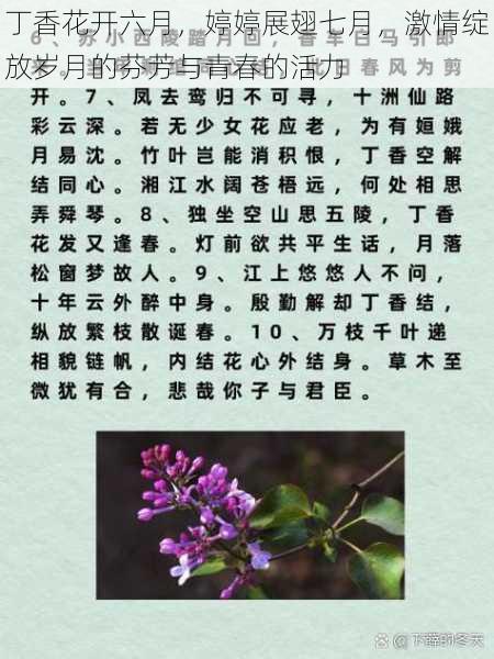 丁香花开六月，婷婷展翅七月，激情绽放岁月的芬芳与青春的活力