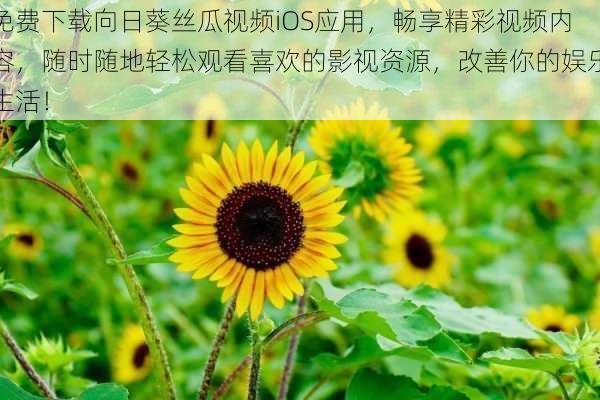 免费下载向日葵丝瓜视频iOS应用，畅享精彩视频内容，随时随地轻松观看喜欢的影视资源，改善你的娱乐生活！