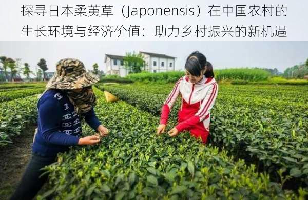 探寻日本柔荑草（Japonensis）在中国农村的生长环境与经济价值：助力乡村振兴的新机遇