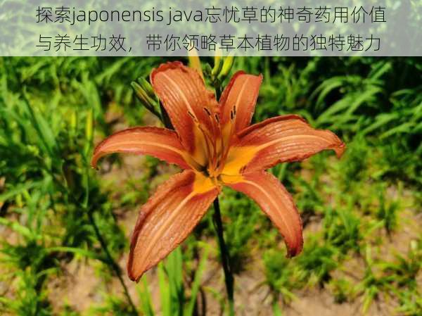 探索japonensis java忘忧草的神奇药用价值与养生功效，带你领略草本植物的独特魅力