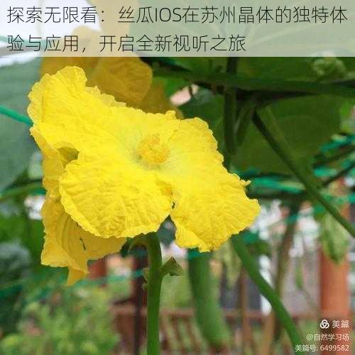 探索无限看：丝瓜IOS在苏州晶体的独特体验与应用，开启全新视听之旅