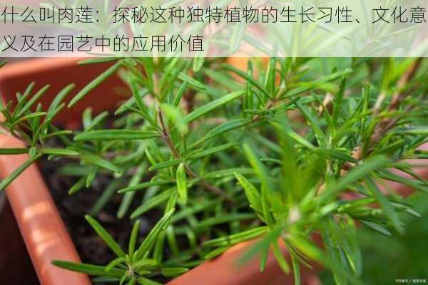 什么叫肉莲：探秘这种独特植物的生长习性、文化意义及在园艺中的应用价值