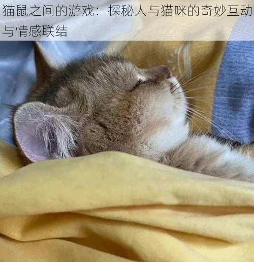 猫鼠之间的游戏：探秘人与猫咪的奇妙互动与情感联结