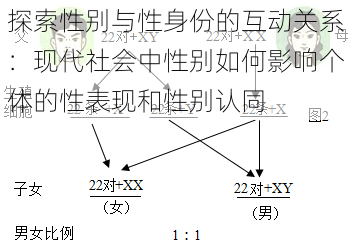 探索性别与性身份的互动关系：现代社会中性别如何影响个体的性表现和性别认同