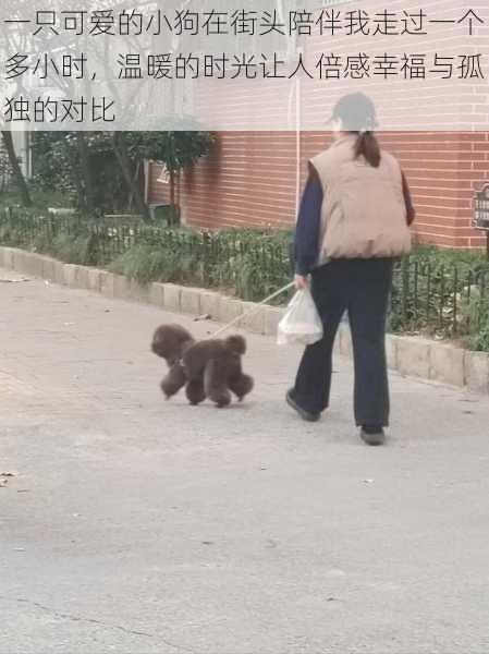 一只可爱的小狗在街头陪伴我走过一个多小时，温暖的时光让人倍感幸福与孤独的对比