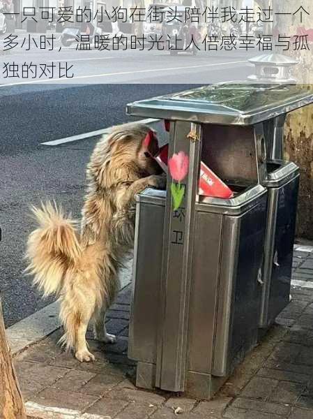 一只可爱的小狗在街头陪伴我走过一个多小时，温暖的时光让人倍感幸福与孤独的对比