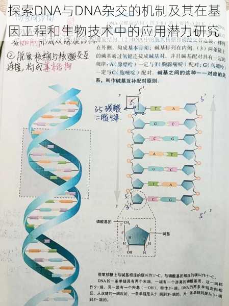 探索DNA与DNA杂交的机制及其在基因工程和生物技术中的应用潜力研究