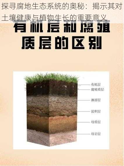 探寻腐地生态系统的奥秘：揭示其对土壤健康与植物生长的重要意义