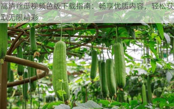 高清丝瓜视频色版下载指南：畅享优质内容，轻松获取无限精彩