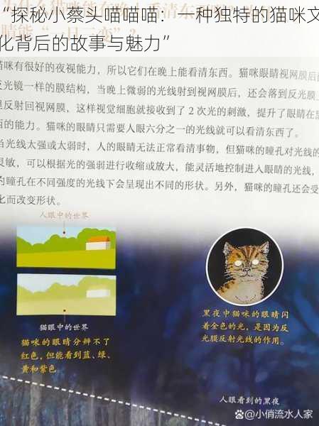 “探秘小蔡头喵喵喵：一种独特的猫咪文化背后的故事与魅力”