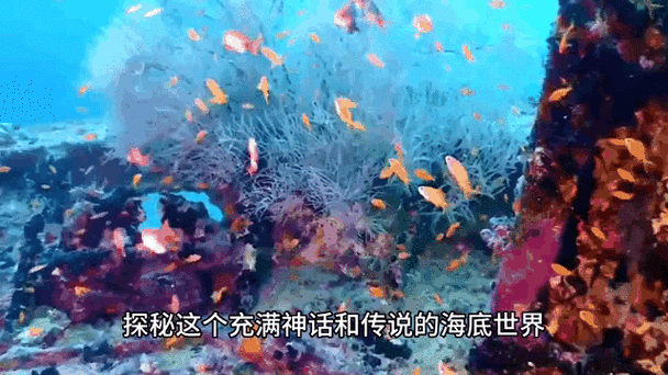 海盗塔斯尼帝复仇1—2：揭开海洋深处神秘的复仇传奇，畅游在惊险与刺激的冒险世界