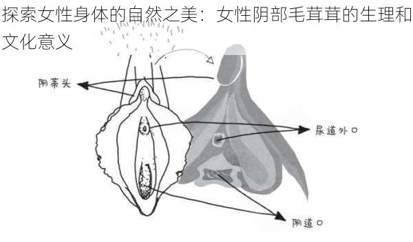 探索女性身体的自然之美：女性阴部毛茸茸的生理和文化意义