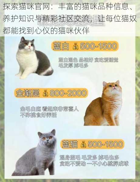 探索猫咪官网：丰富的猫咪品种信息、养护知识与精彩社区交流，让每位猫奴都能找到心仪的猫咪伙伴