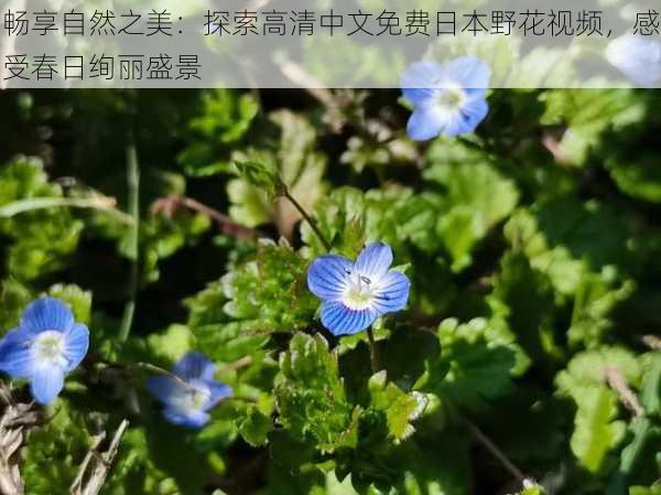 畅享自然之美：探索高清中文免费日本野花视频，感受春日绚丽盛景