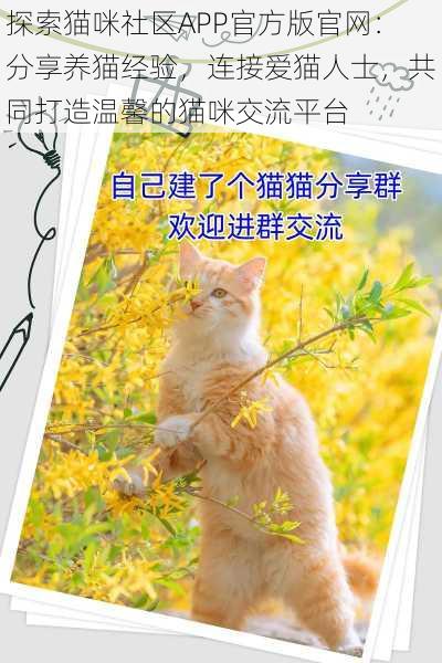 探索猫咪社区APP官方版官网：分享养猫经验，连接爱猫人士，共同打造温馨的猫咪交流平台