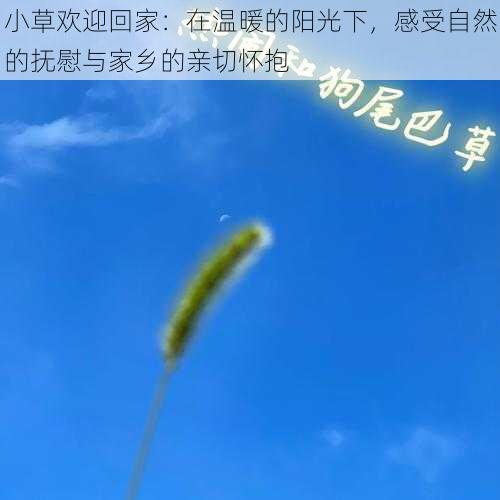 小草欢迎回家：在温暖的阳光下，感受自然的抚慰与家乡的亲切怀抱