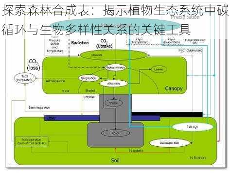 探索森林合成表：揭示植物生态系统中碳循环与生物多样性关系的关键工具