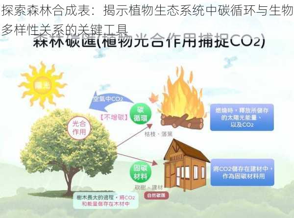 探索森林合成表：揭示植物生态系统中碳循环与生物多样性关系的关键工具