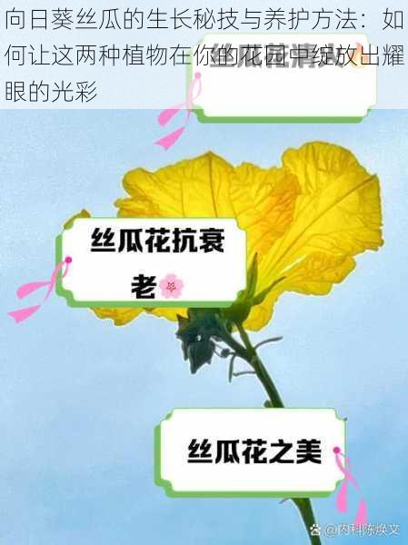 向日葵丝瓜的生长秘技与养护方法：如何让这两种植物在你的花园中绽放出耀眼的光彩