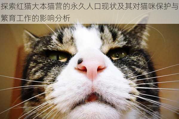 探索红猫大本猫营的永久人口现状及其对猫咪保护与繁育工作的影响分析