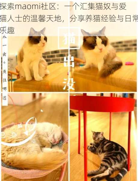 探索maomi社区：一个汇集猫奴与爱猫人士的温馨天地，分享养猫经验与日常乐趣