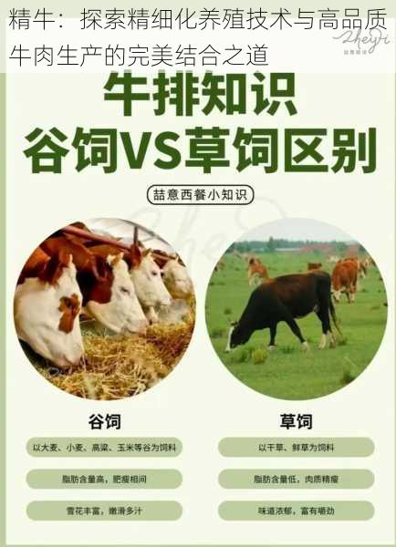 精牛：探索精细化养殖技术与高品质牛肉生产的完美结合之道