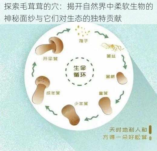 探索毛茸茸的穴：揭开自然界中柔软生物的神秘面纱与它们对生态的独特贡献