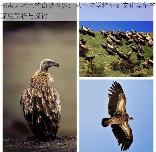 探索无毛色的奇妙世界：从生物学特征到文化象征的深度解析与探讨