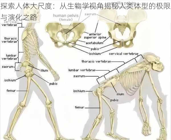 探索人体大尺度：从生物学视角揭秘人类体型的极限与演化之路