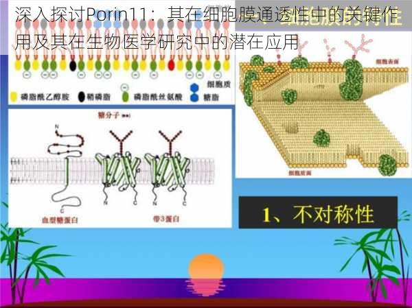 深入探讨Porin11：其在细胞膜通透性中的关键作用及其在生物医学研究中的潜在应用