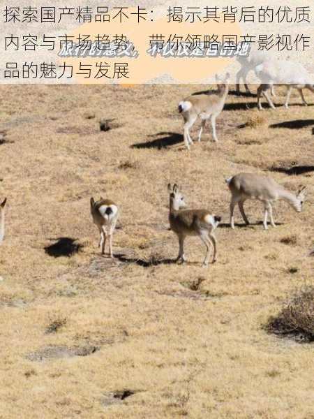 探索国产精品不卡：揭示其背后的优质内容与市场趋势，带你领略国产影视作品的魅力与发展