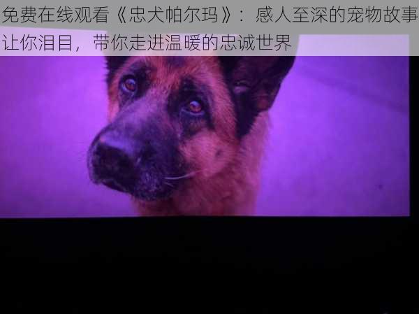 免费在线观看《忠犬帕尔玛》：感人至深的宠物故事让你泪目，带你走进温暖的忠诚世界