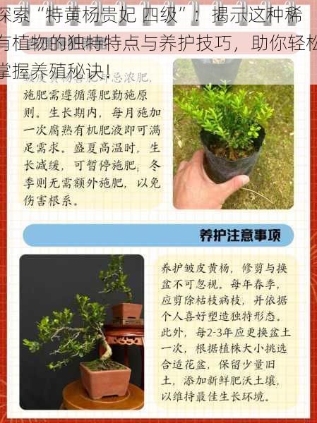 探索“特黄杨贵妃 四级”：揭示这种稀有植物的独特特点与养护技巧，助你轻松掌握养殖秘诀！