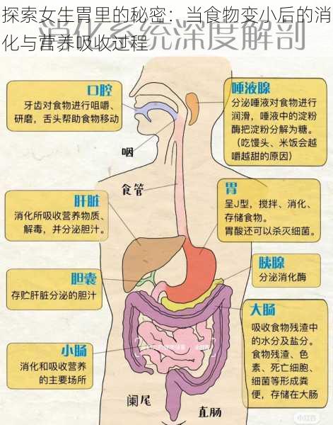 探索女生胃里的秘密：当食物变小后的消化与营养吸收过程