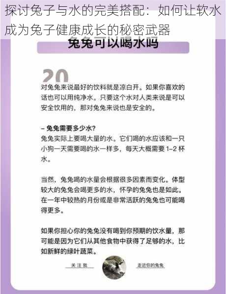 探讨兔子与水的完美搭配：如何让软水成为兔子健康成长的秘密武器