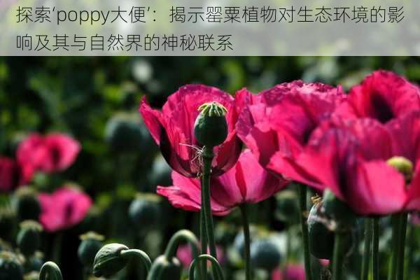 探索‘poppy大便’：揭示罂粟植物对生态环境的影响及其与自然界的神秘联系