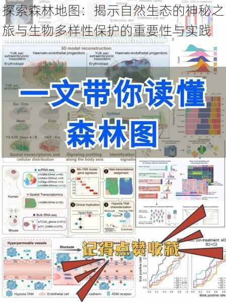 探索森林地图：揭示自然生态的神秘之旅与生物多样性保护的重要性与实践